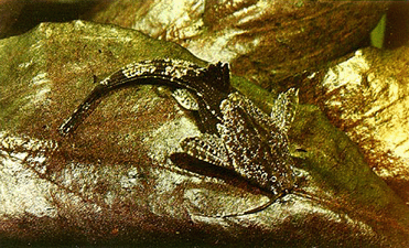 Двухцветный буноцефал — Bunocephalus coracoides (Соре, 1878)