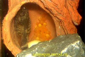 Самка Анциструса выметывает в выбранное самцом укрытые от 30 до 300 икринок желтого или оранжевого цвета, диаметром от 2,5 до 4 мм.