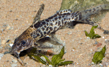 Леопардовый синодонт — Synodontis camelopardalis Poll, 1971