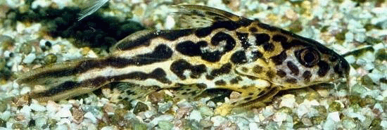Ленточный синодонт — Synodontis flavitaeniatus Boulenger, 1901