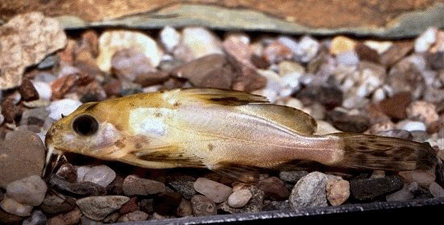 Бурый синодонт — Synodontis nigrita (Cuver et Valenciennes, 1840)