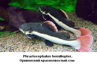 Phractocephalus hemiliopter.  Оринокский краснохвостый сом