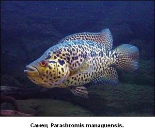 самец Parachromis managuensis.