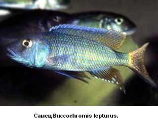 самец Buccochromis lepturus.
