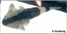Pseudohemiodon apithanos
