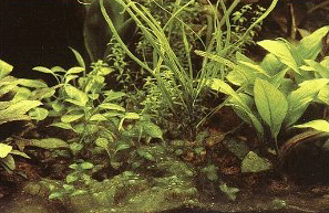 Синие водоросли обычно появляются сначала на дне аквариума