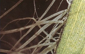 Увеличенное фото "бороды" на листе Валлиснерии