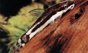Otocinclus affinis также прекрасно подходит для предохранения аквариума от появления водорослей.