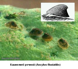 Камнелюб речной (Ancylus fluviatilis )