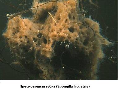 Пресноводная губка (Spongilla lacustris)