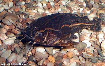 Шоколадный акантодор — Acanthodoras cataphractus (Linne, 1758)
